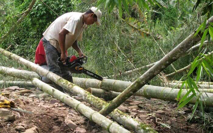 Can you cut bamboo with a chainsaw
